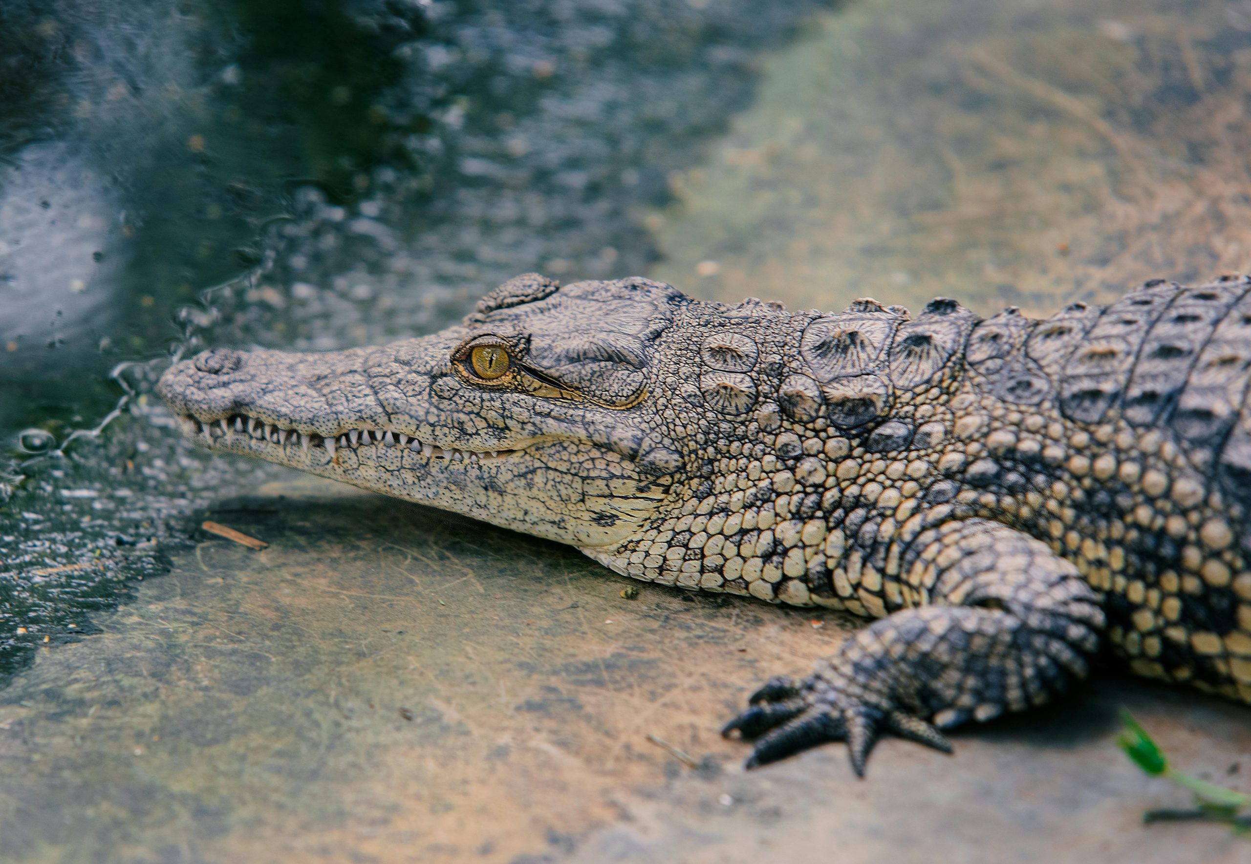 ferme au croco